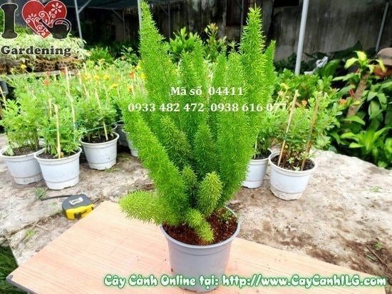 Cây Trúc Đuôi Chồn (Cao 30cm – Ms: 04411)