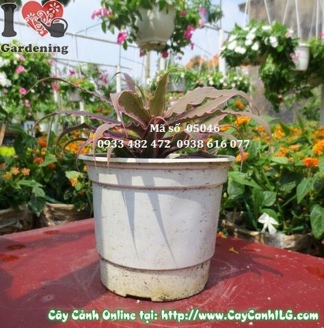 Cây Dứa Hồng (Cao: 10cm – Ms: 05046)