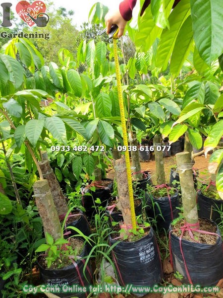 Cây Bòn Bon Giống (Cao 90cm – Ms: 17901 )