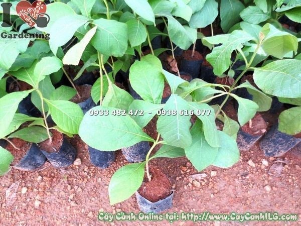 Cây Giá Tỵ Giống (Cao 30cm – Ms: 17963 )