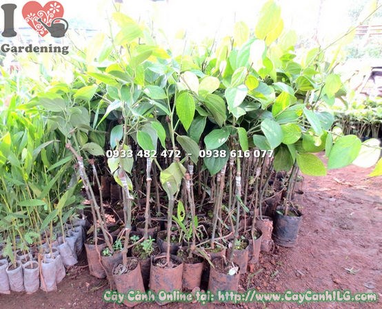 Cây Hồ Tiêu Ghép Gốc Rừng (Cao 60cm – Ms: 18019)
