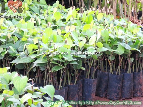 Cây Hồ Tiêu Vĩnh Linh Giống (Cao 20cm – Ms: 18017)