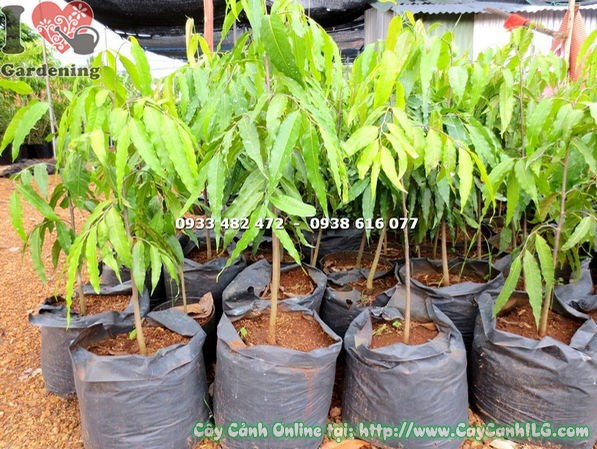Cây Hoàng Nam Giống (Cao 60cm – Ms: 18018)