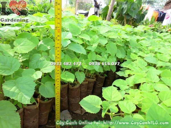 Cây Hông Làm Nọc Tiêu (Cao 20cm – Ms: 18020)