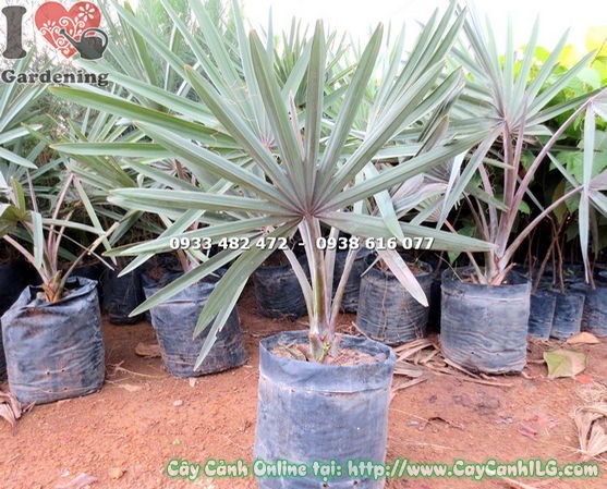 Cây Kè Bạc Giống (Cao 50cm – Ms: 18021 )
