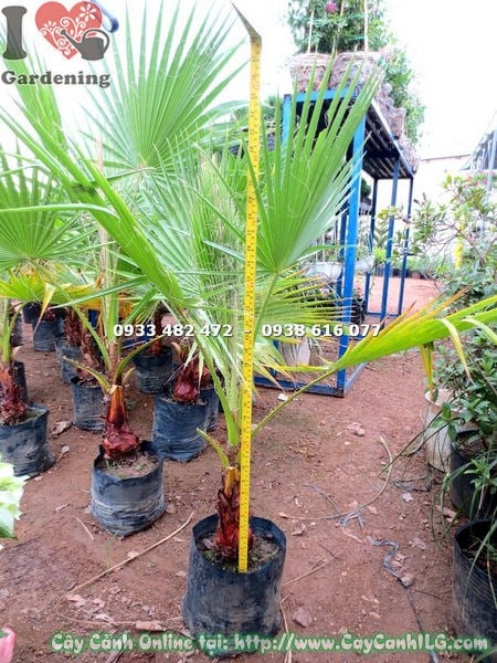 Cây Kè Xanh Giống (Cao 80cm – Ms: 18022)