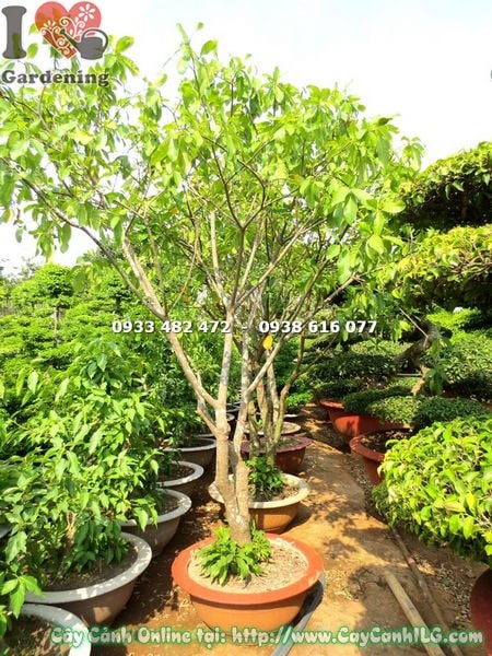 Cây Lộc Vừng Trồng Chậu (Cao 2m5 – Ms: 18062)