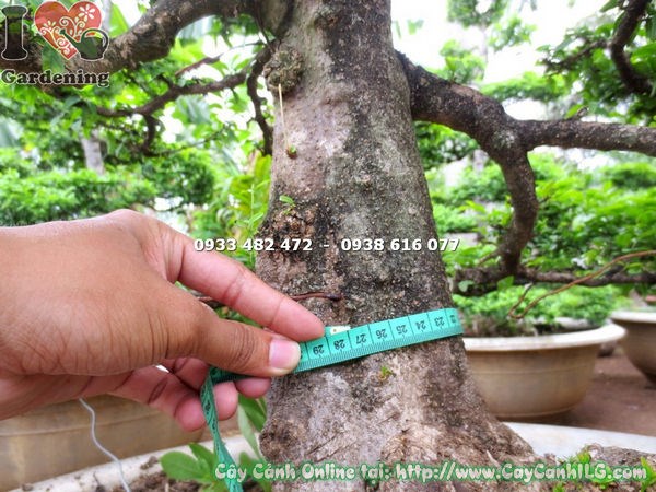 Cây Mai Chiếu Thủy Bonsai Kiểng Cổ (Cao 2m – Ms: 18063 )