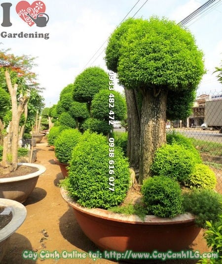 Cây Mai Chiếu Thủy Lá Nhỏ Ghép Lòng Mứt Cổ Thụ ( Ms: 18065)