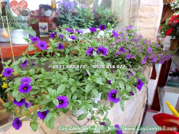 Cây Hoa Dạ Yến Thảo Tím Hoa Nhỏ (Ms: 16394)