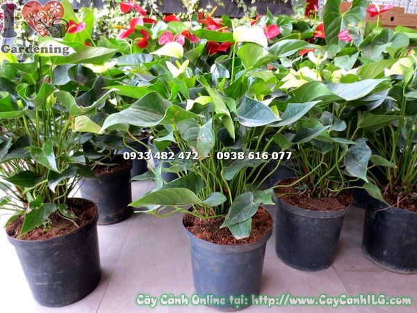 Cây Tiểu Hồng Môn Hoa Trắng Xanh (Cao 40cm – Ms:16395 )