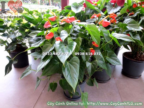 Cây Tiểu Hồng Môn Hoa Màu Cam (Cao 40cm – Ms: 16421)