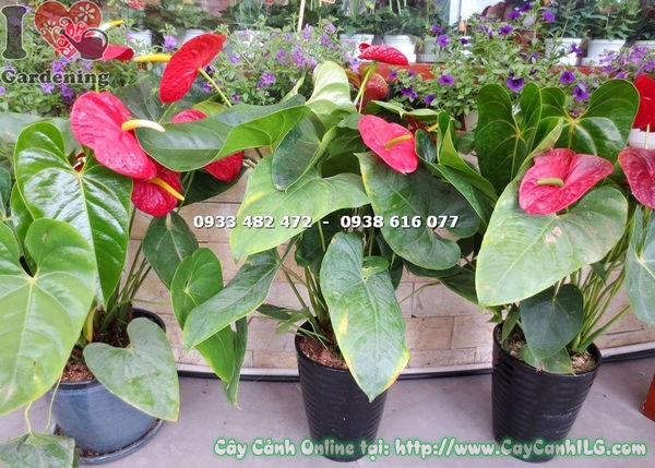 Cây Đại Hồng Môn Hoa Đỏ (Cao 55cm – Ms: 16375)