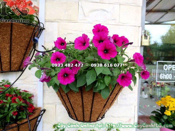 Cây Hoa Dạ Yến Thảo Màu Tím (Ms: 16451)