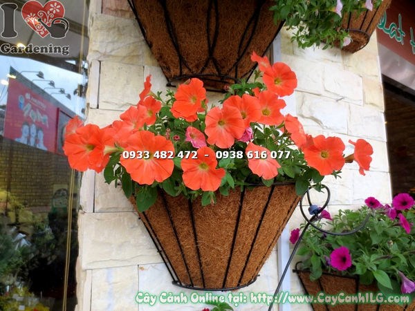 Cây Hoa Dạ Yến Thảo Màu Cam (Ms: 16452)