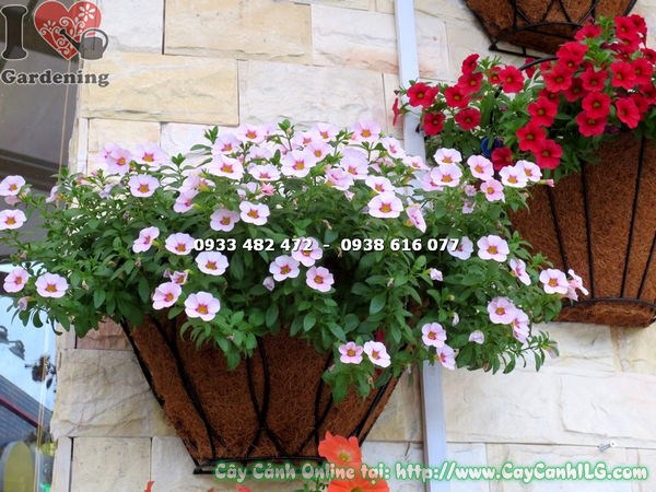 Cây Hoa Dạ Yến Thảo Màu Hồng Phấn (Ms: 16453)