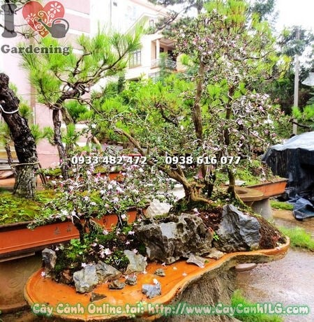 Cây Hồng Loan Mai Bonsai (Cao 70cm – Ms: 16498 )