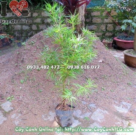 Cây Thông Lá Dẹp Giống (Cao 80cm – Ms:16506 )