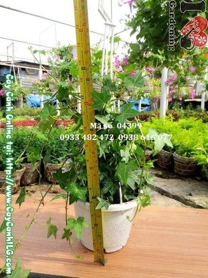 Cây Thường Xuân (Cao 30cm – Ms: 04399)
