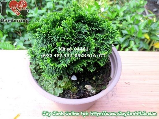 Cây Trắc Xoắn (Cao 10cm – Ms: 04401)