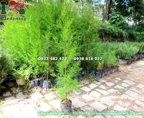 Cây Tùng Liễu Giống (Cao 1m – Ms:14903 )