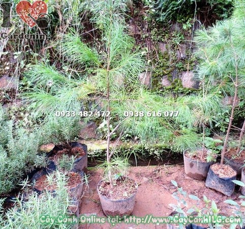 Cây Thông Năm Lá Giống (Cao 90cm – Ms: 14904)