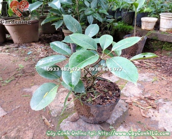Cây Chân Chim Đà Lạt Giống (Cao 30cm – Ms: 14905)
