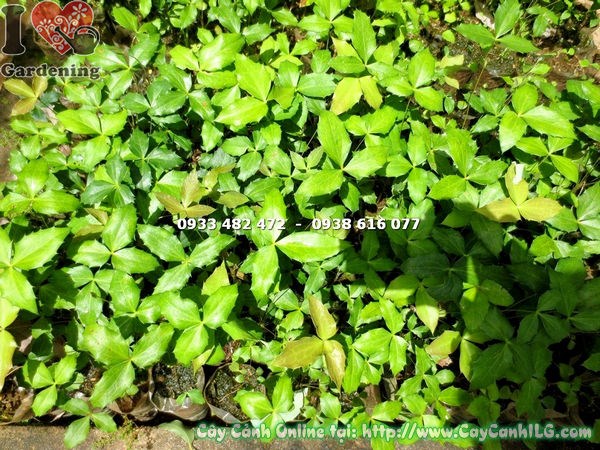 Cây Mật Gấu Giống (Cao 12cm – Ms: 14736)