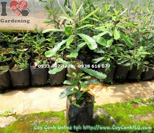 Cây Macadamia Giống (Cao 30cm – Ms: 14931 )