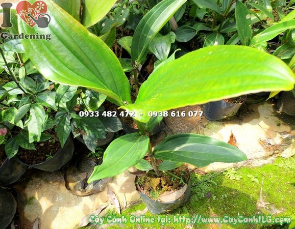 Cây Hòn Ngọc Viễn Đông (Cao 40cm – Ms: 14938)
