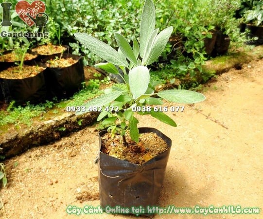 Cây Xô Thơm (Sage) (Cao 20cm – Ms: 14930)
