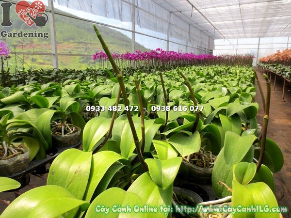 Cây Phong Lan Hồ Điệp Nhiều Nụ (Ms: 14966 )