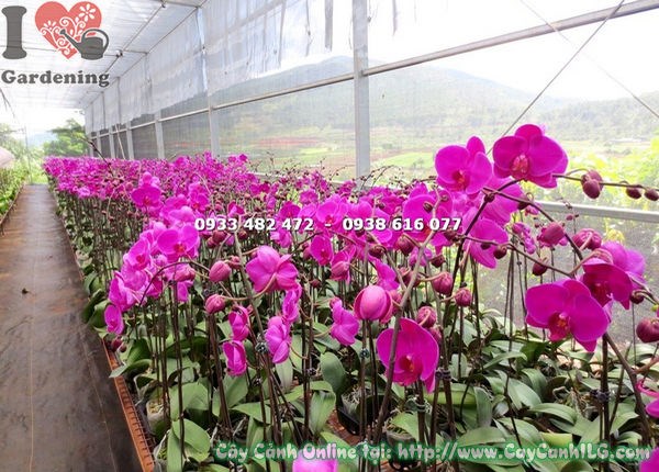 Cây Phong Lan Hồ Điệp Hoa Tím Hồng (Ms: 14967)