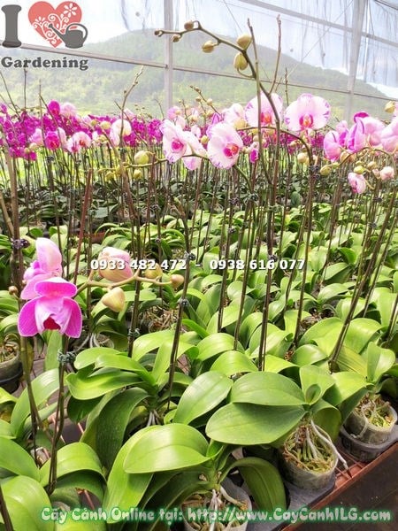 Cây Phong Lan Hồ Điệp Hoa Trắng Viền Hồng (Ms: 14972)