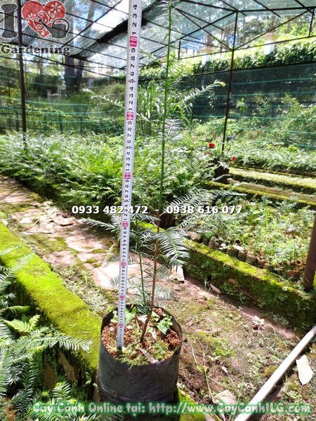 Cây Thông Đỏ Giống (Cao 70cm – Ms: 15074 )