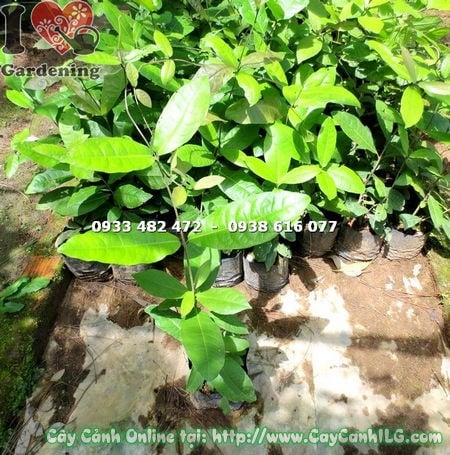 Cây Bông Xanh (Cao 50cm – Ms:15075 )