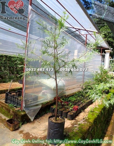 Cây Bách Xanh Giống (Cao 140cm – Ms: 15076 )