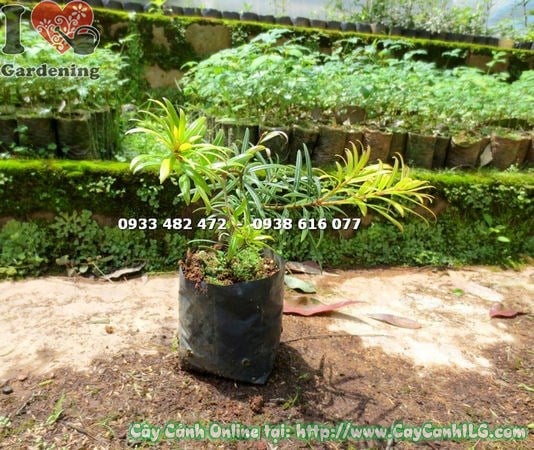 Cây Thông Tre Lá Ngắn (Cao 15cm – Ms:15077 )