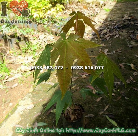 Cây Phong Giống (Cao 50cm – Ms: 15121)