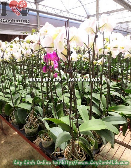 Cây Phong Lan Hồ Điệp Hoa Trắng Nhụy Vàng (Ms: 15126)
