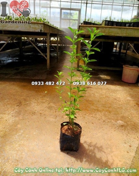 Cây Cỏ Ngọt Giống (Cao 50cm – Ms:15122 )