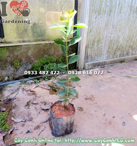 Cây Ổi Nhật Giống (Cao 40cm – Ms: 15123)