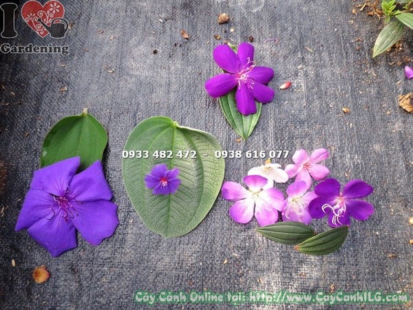 Cây Hoa Sim Tím Có Mấy Loại ( Ms: 15128)