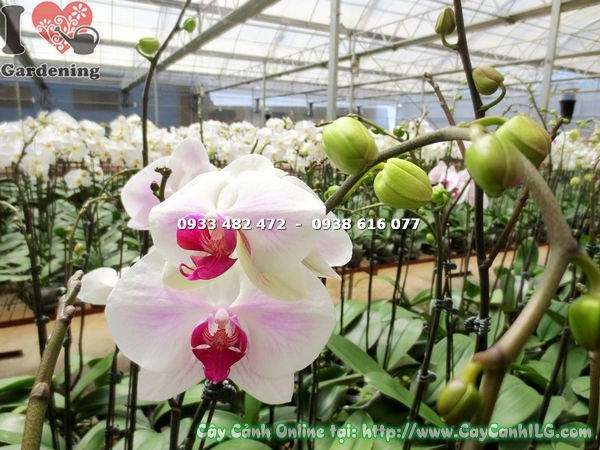 Cây Phong Lan Hồ Điệp Màu Má Hồng (Ms: 15170)