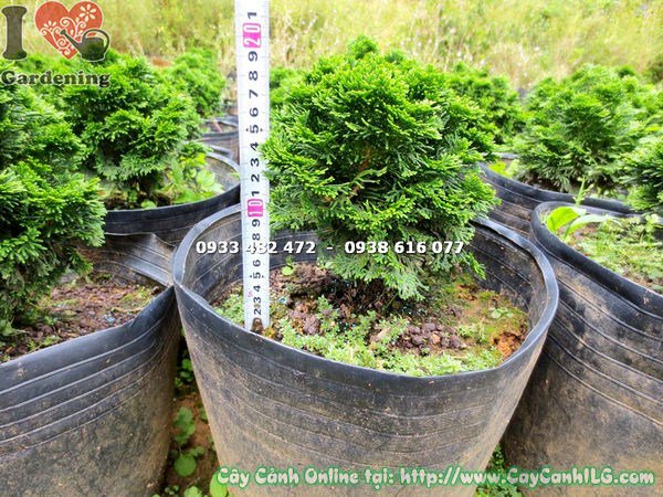 Cây Trắc Xoắn (Cao 18cm – Ms:15125 )