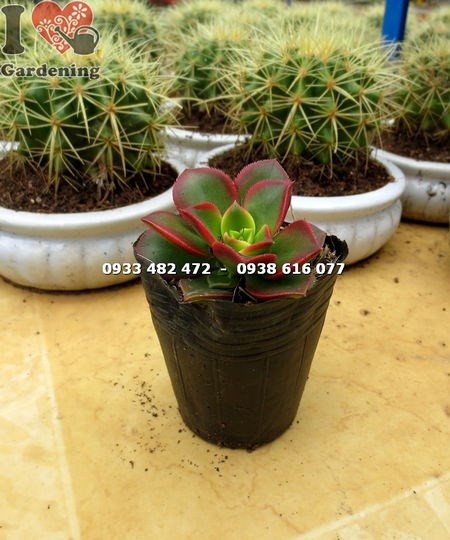 Cây Sen Nâu Nhỏ (Giống Mới) (Ms: 15216)