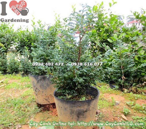 Cây Tuyết Tùng (Cao 50cm – Ms: 15217)