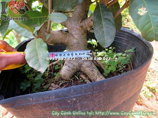 Cây Mai Xanh Gốc Lớn (Cao 50cm – Ms: 15219)