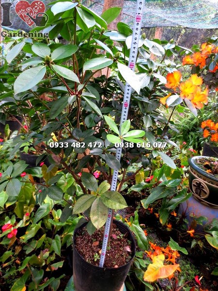Cây Đỗ Quyên Úc (Cao 90cm – Ms: 15286)