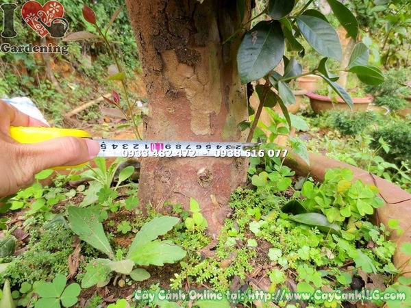 Cây Ổi Nhật Gốc Lớn (Cao 70cm – Ms: 15220)